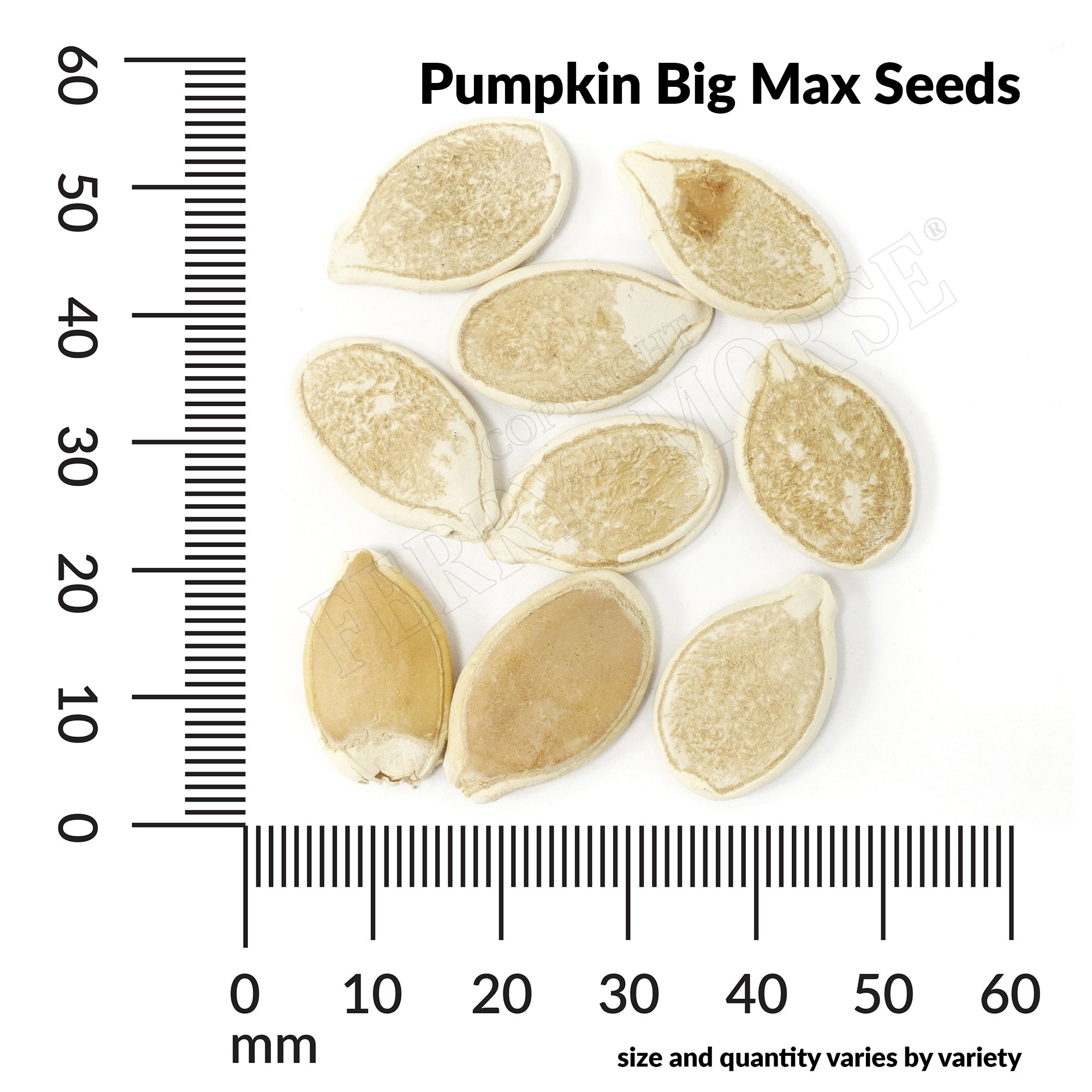 Pumpkin big max seed spill and measurement